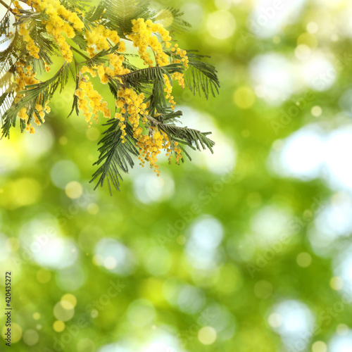 Beautiful yellow mimosa flowers outdoors on sunny day. Bokeh effect