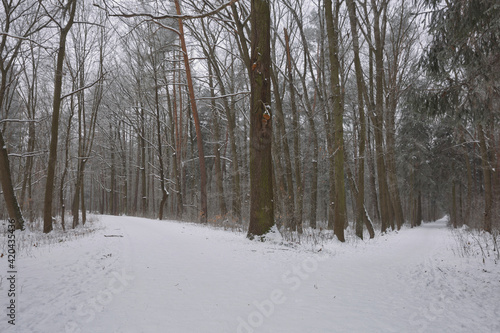 Morning winter forest landscape with a path road and freshly fallen snow