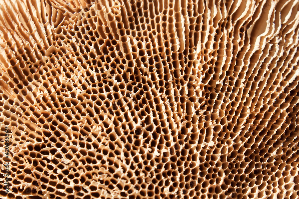 Nahaufnahme eines getrockneten Baumpilz Nahaufnahme eines getrockneten Baumpilz