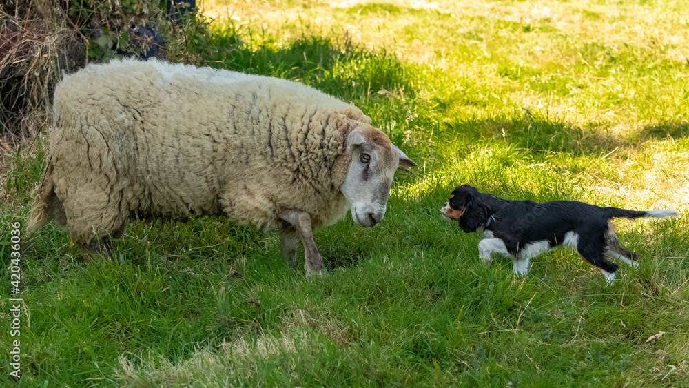 Obraz premium a sheep and a small dog face to face and look at each other 