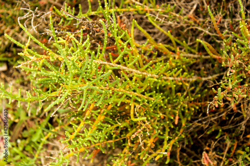 Sarcocornia Fruticosa plant under the sun photo