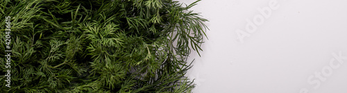 Fresh dill on white background. Banner with copy space