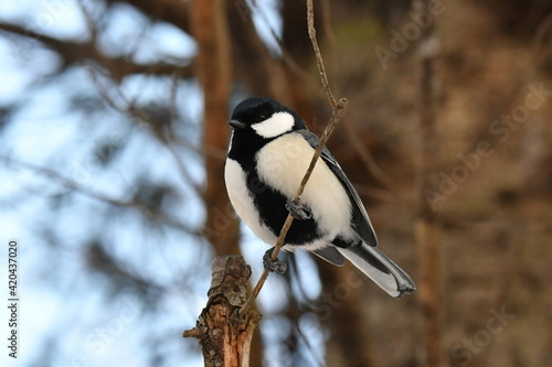 真冬の北海道の森の中、囀るシジュウカラ