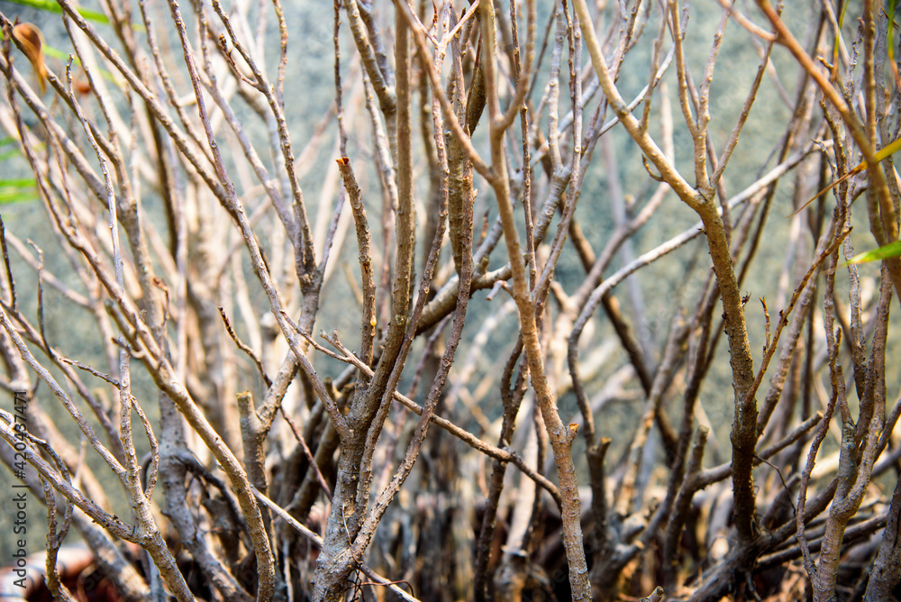 reeds in the wind reeds in the wind