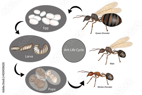 Ant Life Cycle. Stage of development Ant