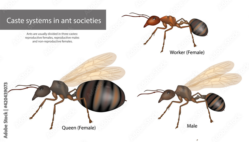 Vecteur Stock Caste systems in ant societies. Type of ants. Social  structure | Adobe Stock