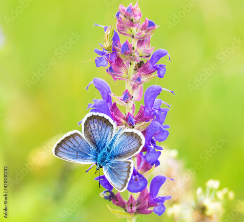 Close up of a beautiful blue butterfly feeding on spring blue flowers.Beautiful Butterfly on leaf in a forest,