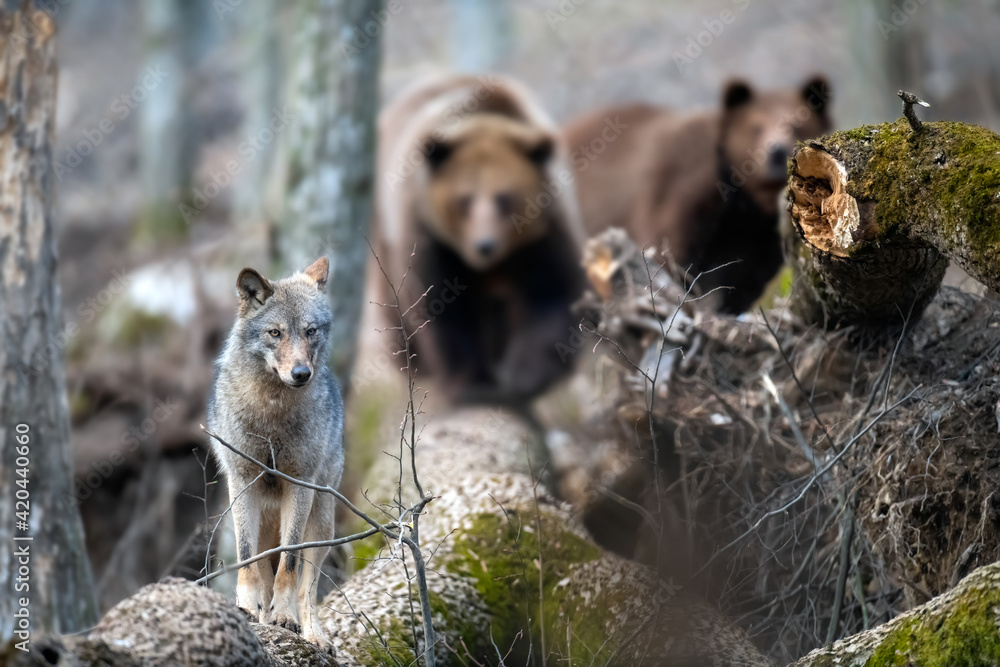 Wolf on a fallen tree with two bears in the background. Wild animal in the natural habitat