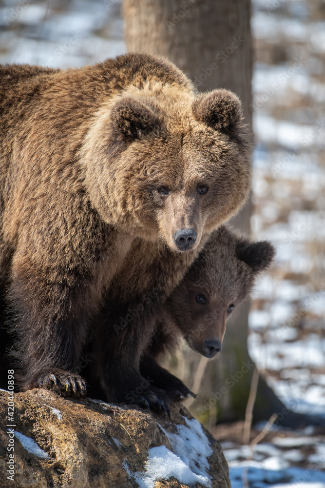 Brown bear in the forest up close. Wild animal in the natural habitat Brown bear in the forest up close. Wild animal in the natural habitat