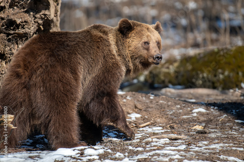 Brown bear in the forest up close. Wild animal in the natural habitat