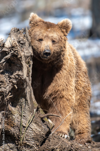 Brown bear in the forest up close. Wild animal in the natural habitat