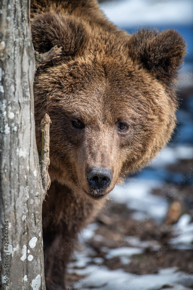 Portrait brown bear in the forest up close. Wild animal in the natural habitat Portrait brown bear in the forest up close. Wild animal in the natural habitat