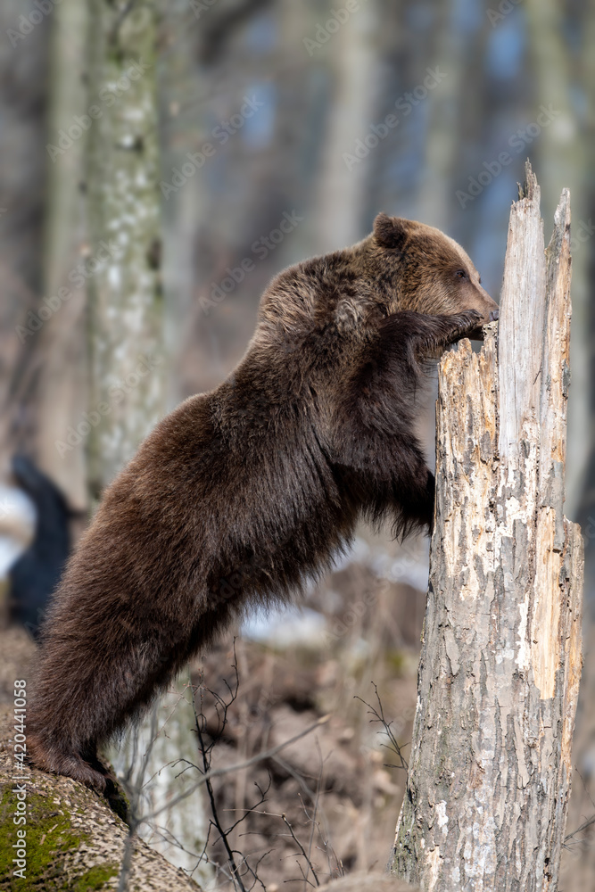 Brown bear in the forest up close. Wild animal in the natural habitat Brown bear in the forest up close. Wild animal in the natural habitat