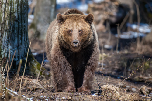 Brown bear in the forest up close. Wild animal in the natural habitat