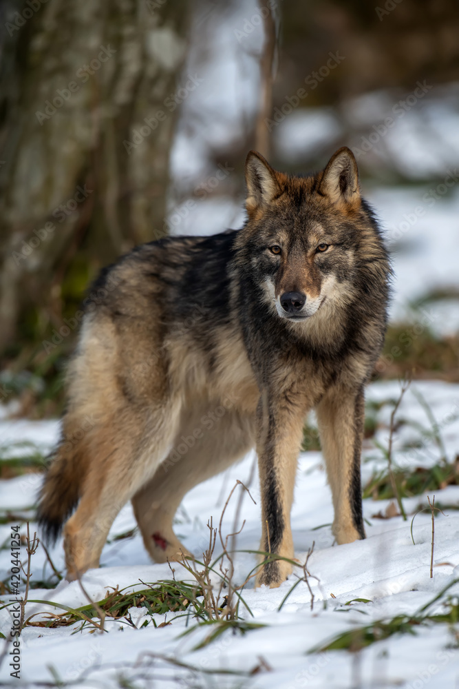 Wolf in the forest up close. Wild animal in the natural habitat Wolf in the forest up close. Wild animal in the natural habitat