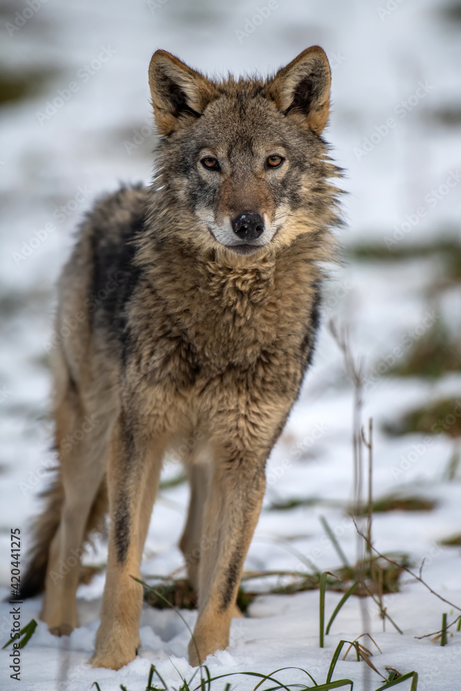 Wolf in the forest up close. Wild animal in the natural habitat Wolf in the forest up close. Wild animal in the natural habitat