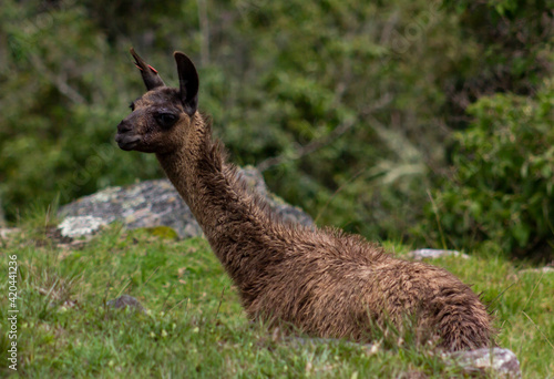 llama in the grass