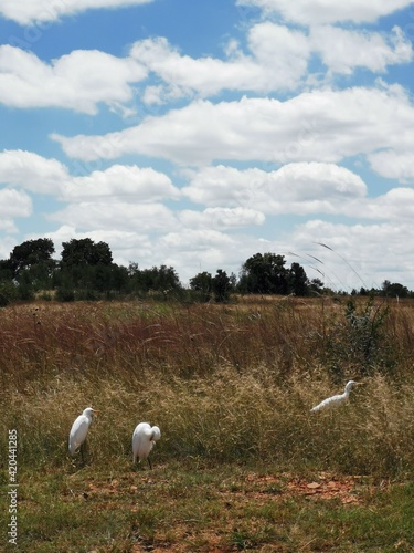flock of white birds