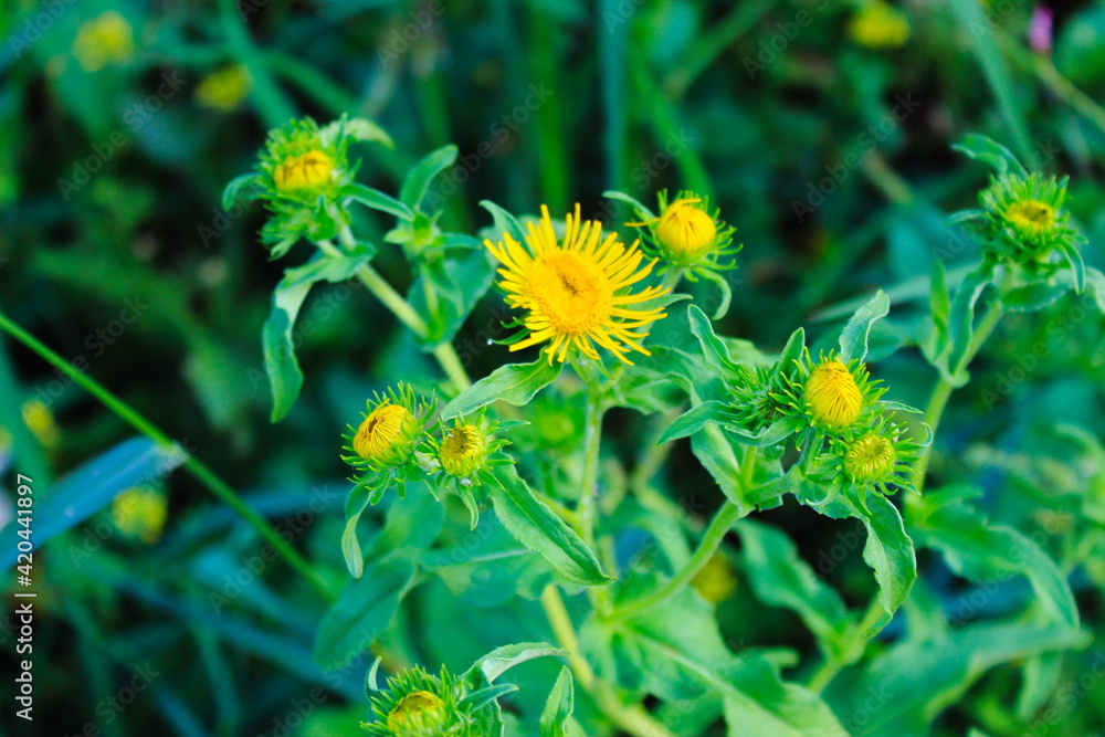 Wild Inula helenium, yellow flowers in grass Wild Inula helenium, yellow flowers in grass