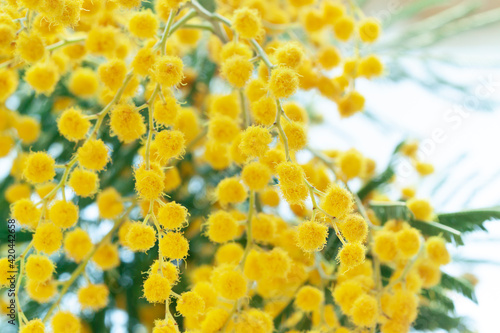 Fresh mimosa flower branches close up. Spring floral abstract background. Selective focus 