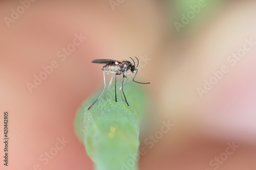 Fotografie Bladder pod midge Dasineura brassicae (formerly Dasyneura) female on oilseed rape pod
