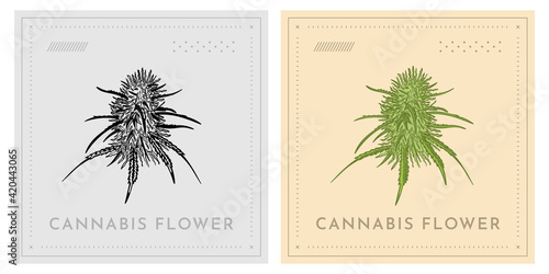 Cannabis flower plant retro vintage illustration