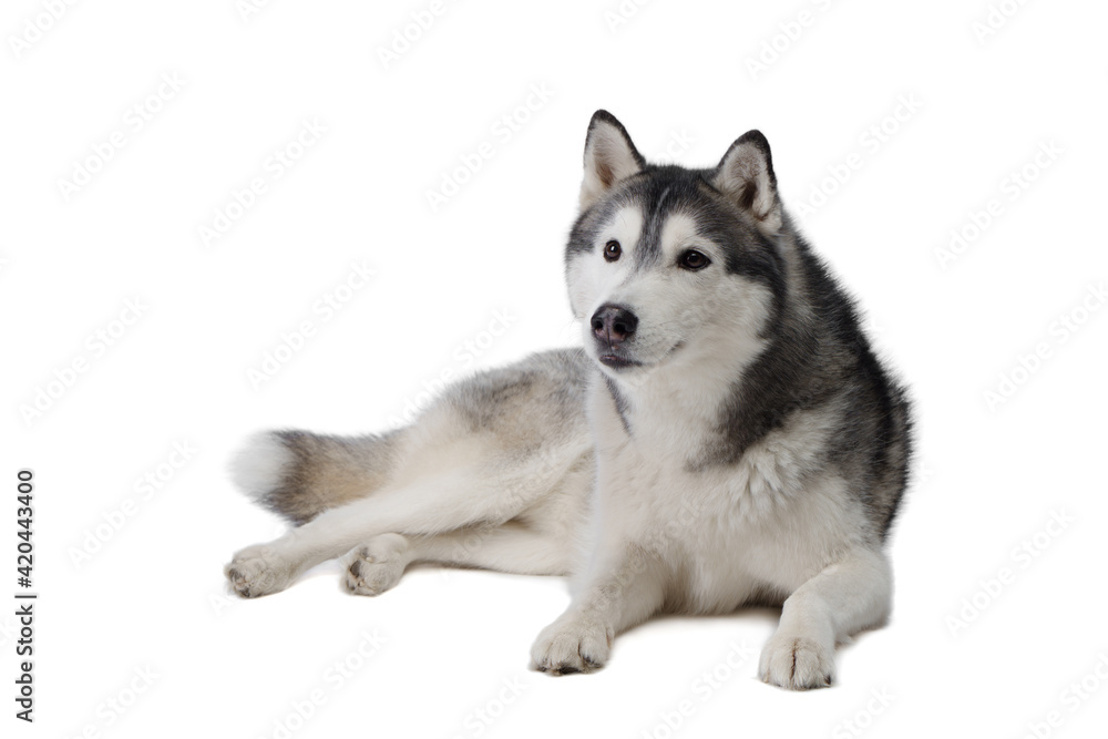 Siberian Husky dog on a white background . Obedient pet Siberian Husky dog on a white background . Obedient pet