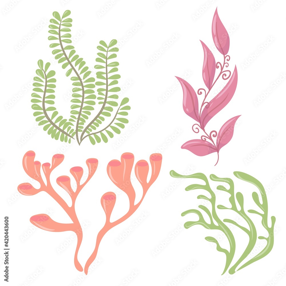 Marine plants. Seaweed. Plants for the aquarium. Vector illustration isolated on white background.