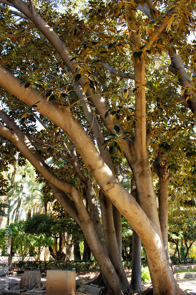 Fototapeta premium Ficus macrophylla tree in the garden