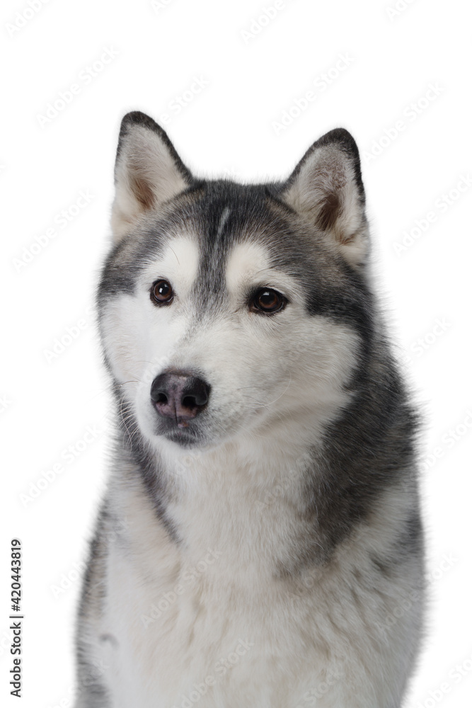 Siberian Husky dog on a white background . Obedient pet 