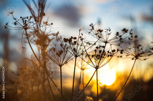 Cow parsnip on a sunset