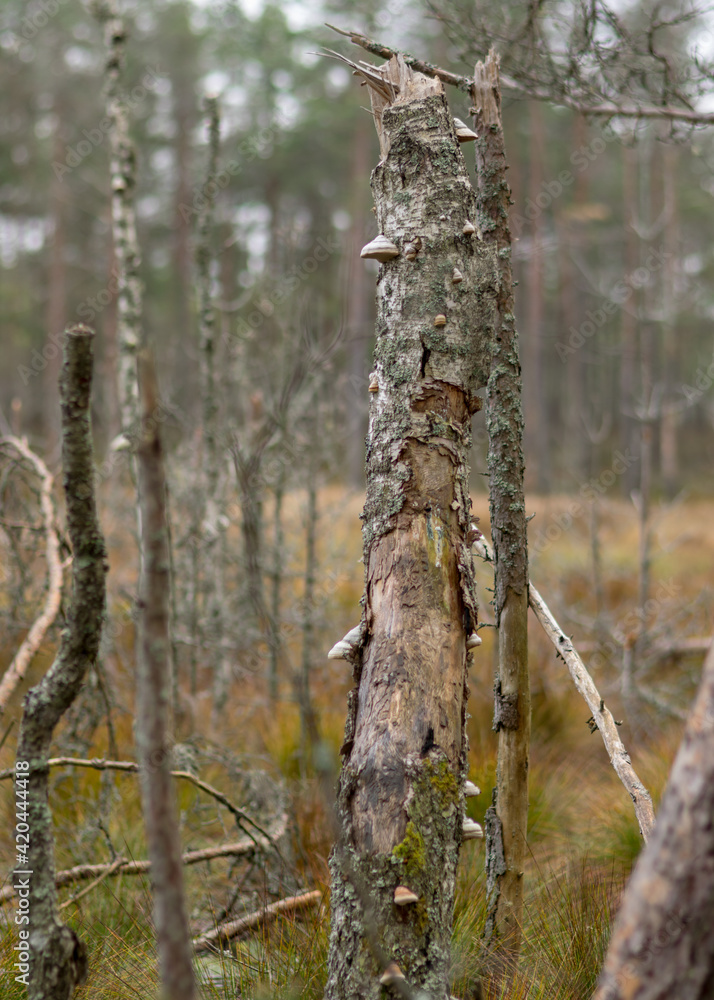 bitters on an old birch trunk, dying trees on the shore of a flooded lake bitters on an old birch trunk, dying trees on the shore of a flooded lake