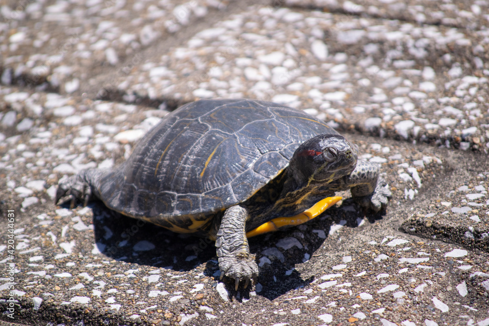 Fototapeta premium 甲羅干し中のアカミミガメ