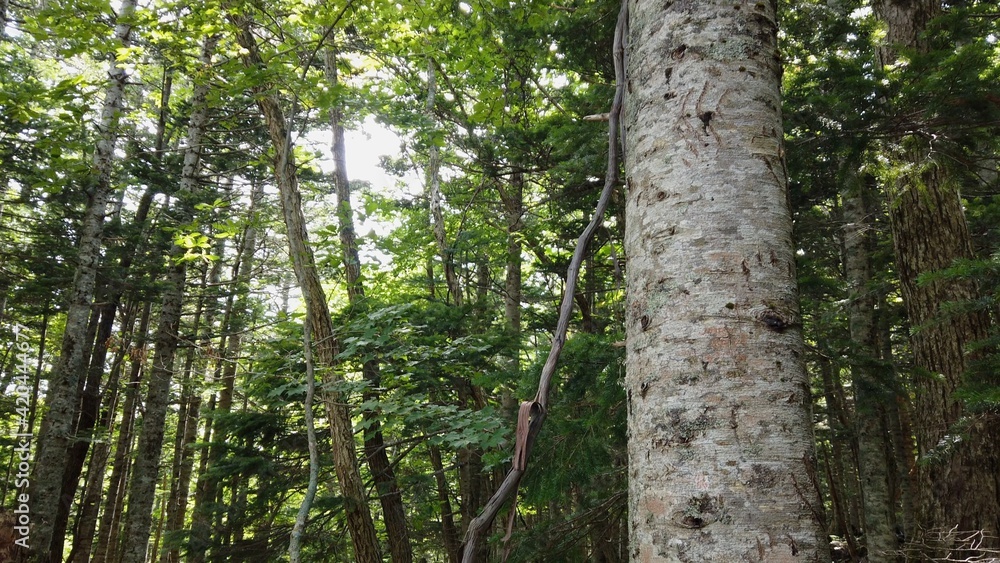 Obraz premium 知床 知床五湖 知床半島 北海道 日本 世界遺産 知床国立公園