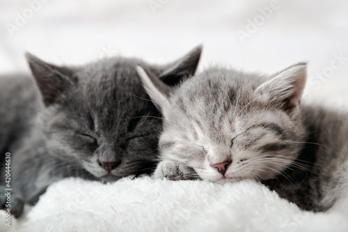 Couple happy kittens sleep relax together. Kitten family in love. Adorable kitty noses for Valentine s Day. Cozy home animal sleeping comfortably © Beton Studio