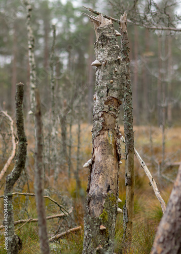  bitters on an old birch trunk, dying trees on the shore of a flooded lake