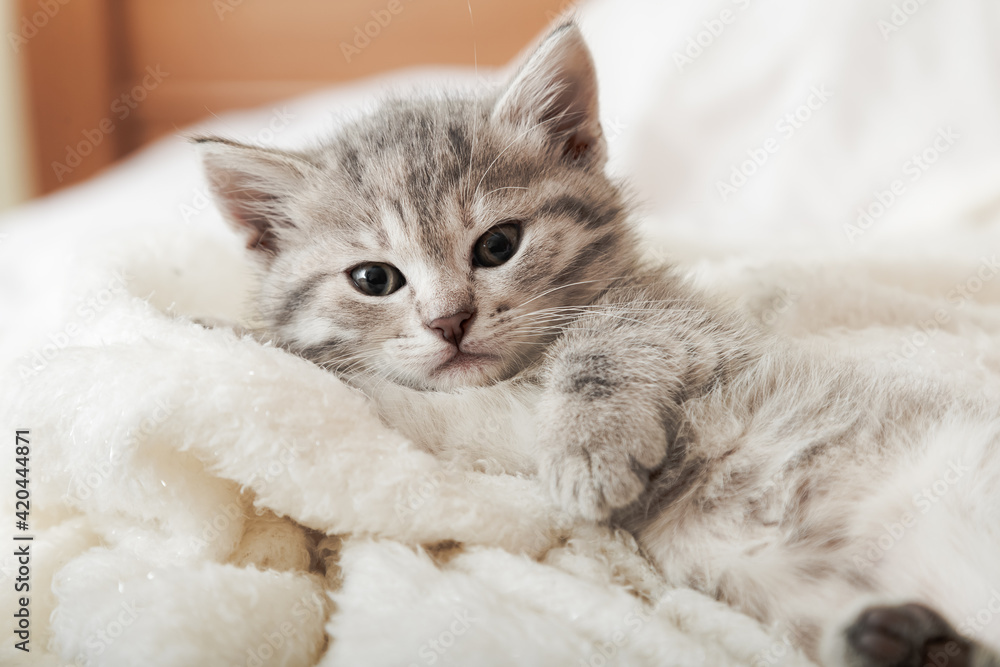 Cute tabby kitten portrait with paw sleeping on white soft blanket. Cat rest napping on bed. Comfortable pet sleeping in cozy home. Cute tabby kitten portrait with paw sleeping on white soft blanket. Cat rest napping on bed. Comfortable pet sleeping in cozy home.