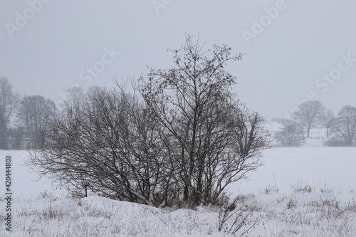 Wallpaper Mural Winter Natur Landschaft Torontodigital.ca