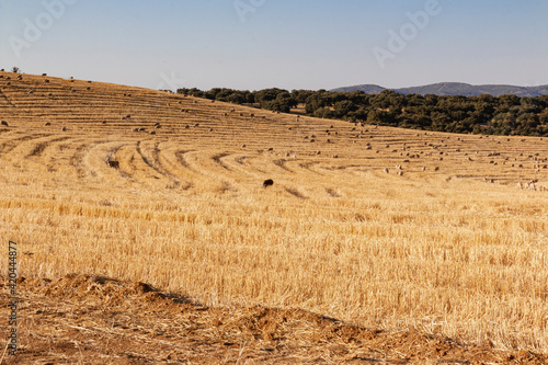 sheep grazing cereals on a farm