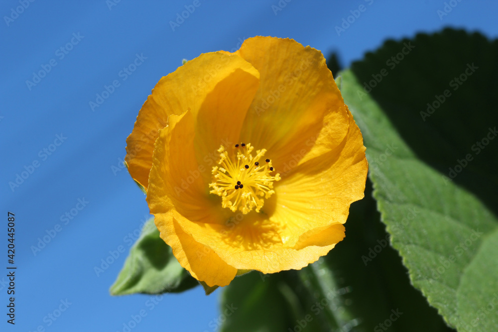 Obraz premium Schönmalve