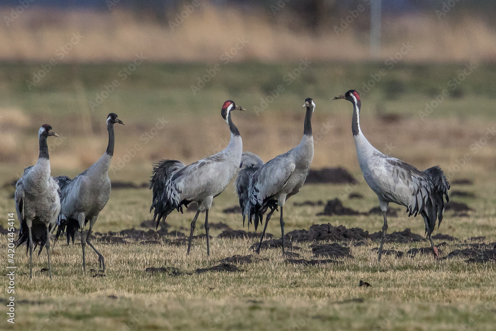 Obraz premium kraniche