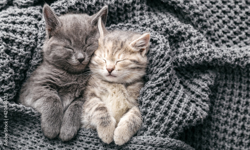 Couple cute kittens in love sleeping on gray soft knitted blanket. Cats rest napping on bed have sweet dreams. Feline love friendship on valentine day. Comfortable pets sleep at cozy home. Copy space