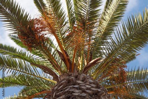 Palms branches with dates under blue sky. Light clouds, sunny day © Ievgeniia