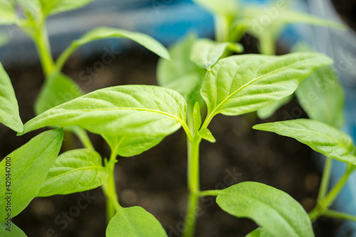 Planting seedlings. Spring work in the garden. Close-up shot of green pepper. Seedling trays.