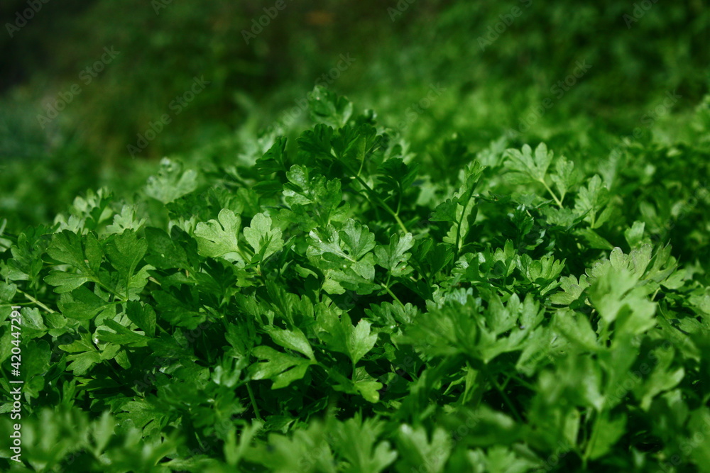 Fresh juicy parsley, natural and organic Fresh juicy parsley, natural and organic
