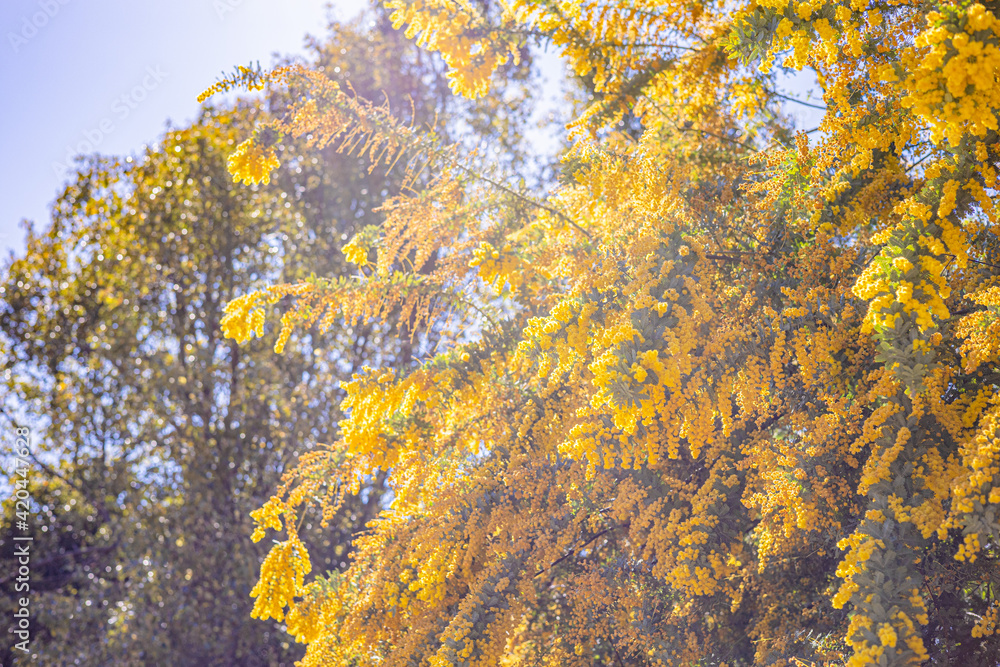 Fototapeta premium 満開のミモザ 黄色い花 自然の風景 青空 快晴