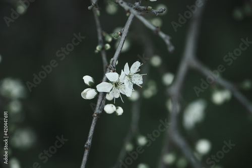 Blackthron white flowers blooming © Azahara MarcosDeLeon
