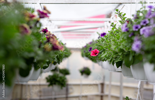 Fototapeta Naklejka Na Ścianę i Meble -  Beautiful exhibition of different flowers in greenhouse and seasonal sale