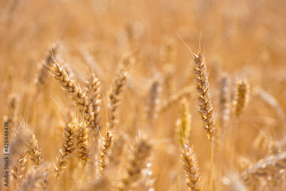 Wheat field. Ears of golden wheat. The concept of a rich harvest, agro-industrial complex, farming. golden spikelets of ripe wheat in the field close-up. blurred background. soft selective focus Wheat field. Ears of golden wheat. The concept of a rich harvest, agro-industrial complex, farming. golden spikelets of ripe wheat in the field close-up. blurred background. soft selective focus