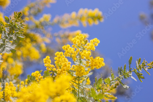 満開のミモザ 黄色い花 自然の風景 青空 快晴